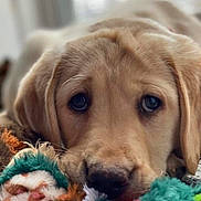 Remi joined the competition — help win amazing prizes! animal, big_eyes, brown_fur, canine, close_up, colorful, cozy, cute, dog, face, floppy_ears, golden_retriever, indoor, nose, pet, plush_toys, portrait, puppy, soft_lighting, stuffed_animal