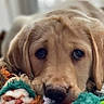 animal, big_eyes, brown_fur, canine, close_up, colorful, cozy, cute, dog, face, floppy_ears, golden_retriever, indoor, nose, pet, plush_toys, portrait, puppy, soft_lighting, stuffed_animal
