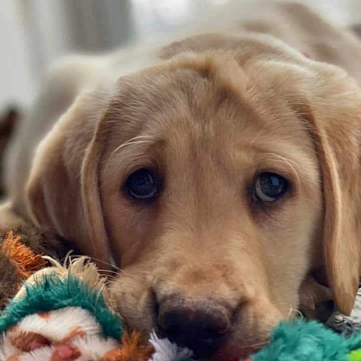 Remi