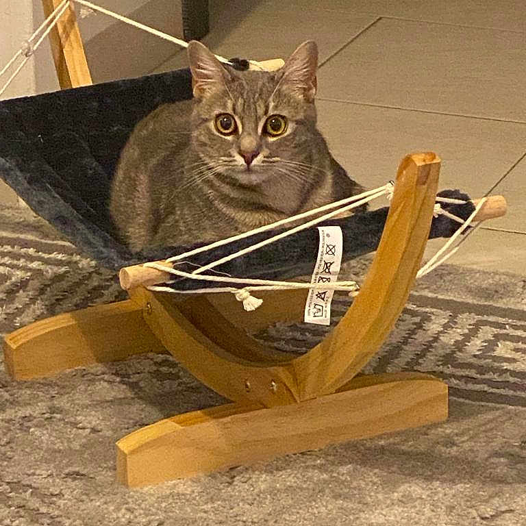 Akira participe au concours pour gagner de l'argent avec cette photo : animal, art, bed, cat, furniture, hammock, hardwood, kitten, pet, plywood, stainedwood, stand, wood