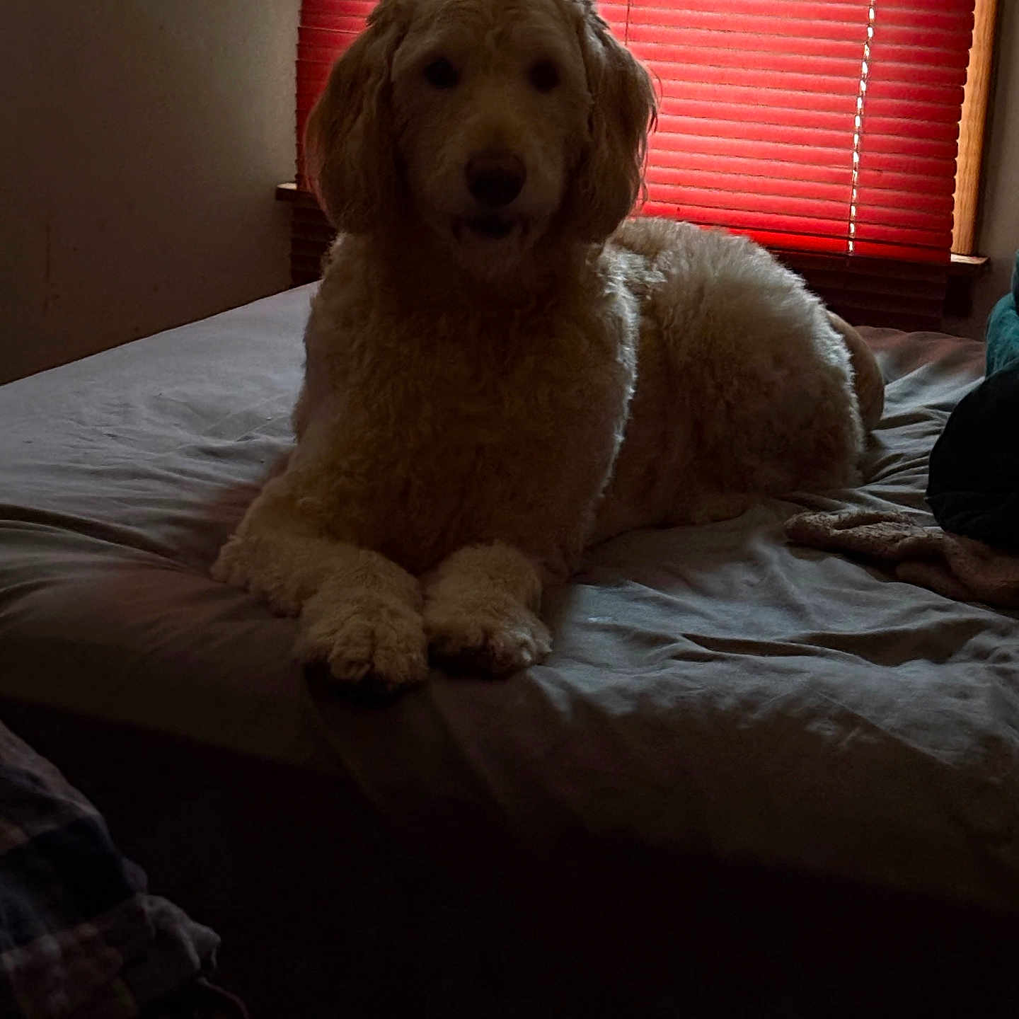 Cooper Dobbs is registered to the contest to win money with this photo: animal, bed, canine, cozy, curtains, dim_light, dog, fluffy, fur, furniture, home, indoor, mammal, pet, quiet, red_blinds, relaxing, resting, shadow, window