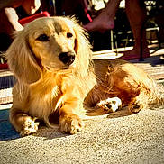 Dante is registered to the contest to win money with this photo: dog, golden, sunlight, outdoor, relaxing, pavement, animal, pet, canine, fur, paw, resting, shadow, daylight, mammal, companion, domestic, quiet, calm, sunbathing