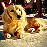 dog, golden, sunlight, outdoor, relaxing, pavement, animal, pet, canine, fur, paw, resting, shadow, daylight, mammal, companion, domestic, quiet, calm, sunbathing