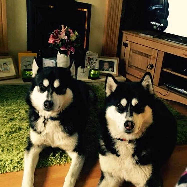 Nanook And Shadow is registered to the contest to win money with this photo: