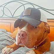 Jax is registered to the contest to win money with this photo: dog, brown_dog, baseball_cap, bedroom, quilted_blanket, bed, resting, pet, canine, domestic_animal, furniture, headwear, cute, indoor, portrait, napping, relaxed, animal, collar, paw
