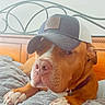 dog, brown_dog, baseball_cap, bedroom, quilted_blanket, bed, resting, pet, canine, domestic_animal, furniture, headwear, cute, indoor, portrait, napping, relaxed, animal, collar, paw