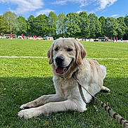 Aïko participe au concours pour gagner de l'argent avec cette photo : dog, golden_retriever, grass, leash, outdoor, sports_field, soccer, sky, clouds, trees, playing, sunny, animal, pet, canine, happy, tongue_out, daytime, nature, recreation