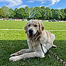 dog, golden_retriever, grass, leash, outdoor, sports_field, soccer, sky, clouds, trees, playing, sunny, animal, pet, canine, happy, tongue_out, daytime, nature, recreation