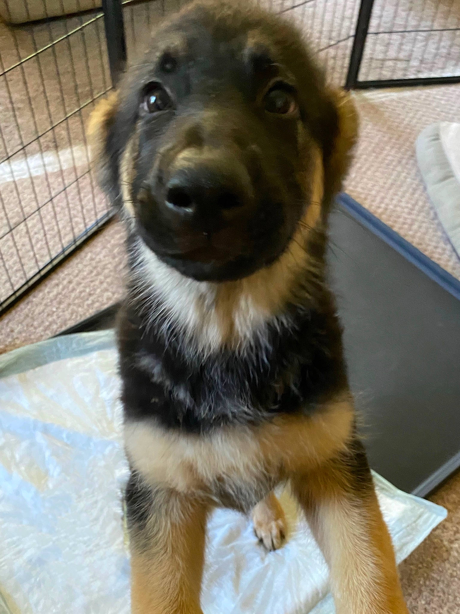 Samson joined the competition — help win amazing prizes! ancient_dog_breeds, animal_shelter, canidae, carnivore, companion_dog, dog, dog_breed, fawn, fence, fur, herding_dog, kennel, mesh, pet_supply, snout, sporting_group, street_dog, terrestrial_animal, whiskers, working_dog