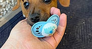 Velvelte participe au concours pour gagner de l'argent avec cette photo : accessories, animal, ball, bodypart, bracelet, canine, dog, face, finger, hand, head, hound, jewelry, necklace, person, pet, photography, portrait, puppy, strap