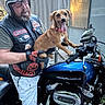 animal, beard, casual, chrome, dog, gloves, gravel, handlebars, happy, harley_davidson, helmet, man, motorcycle, outdoor, panting, pants, pet, reflection, vehicle, vest
