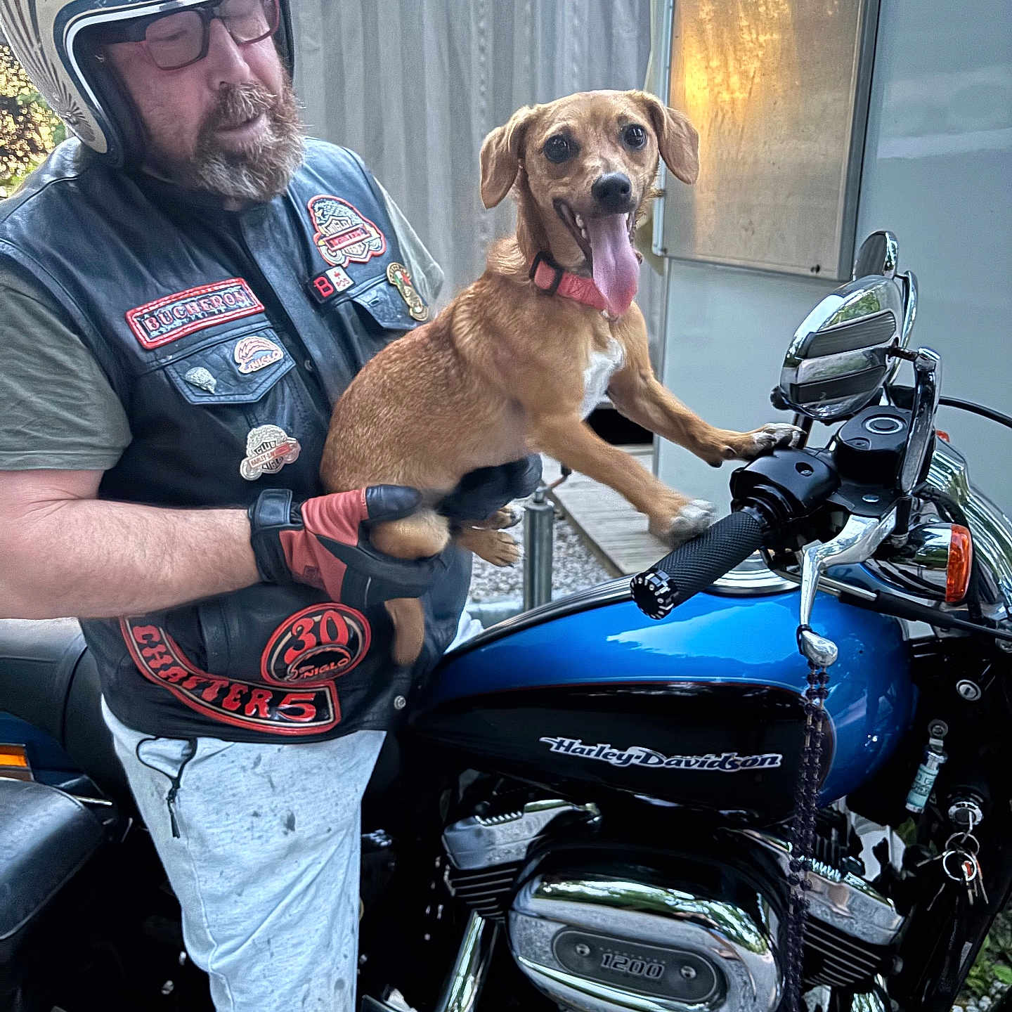 Velvelte participe au concours pour gagner de l'argent avec cette photo : animal, beard, casual, chrome, dog, gloves, gravel, handlebars, happy, harley_davidson, helmet, man, motorcycle, outdoor, panting, pants, pet, reflection, vehicle, vest