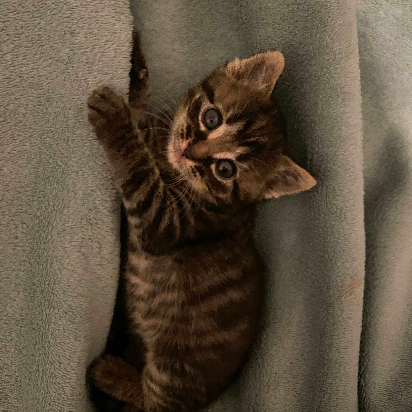 Athena a rejoint le concours — aidez-le/la à gagner de superbes lots ! abyssinian, animal, blanket, cat, kitten, manx, ocelot, person, pet, siamese, sleeping