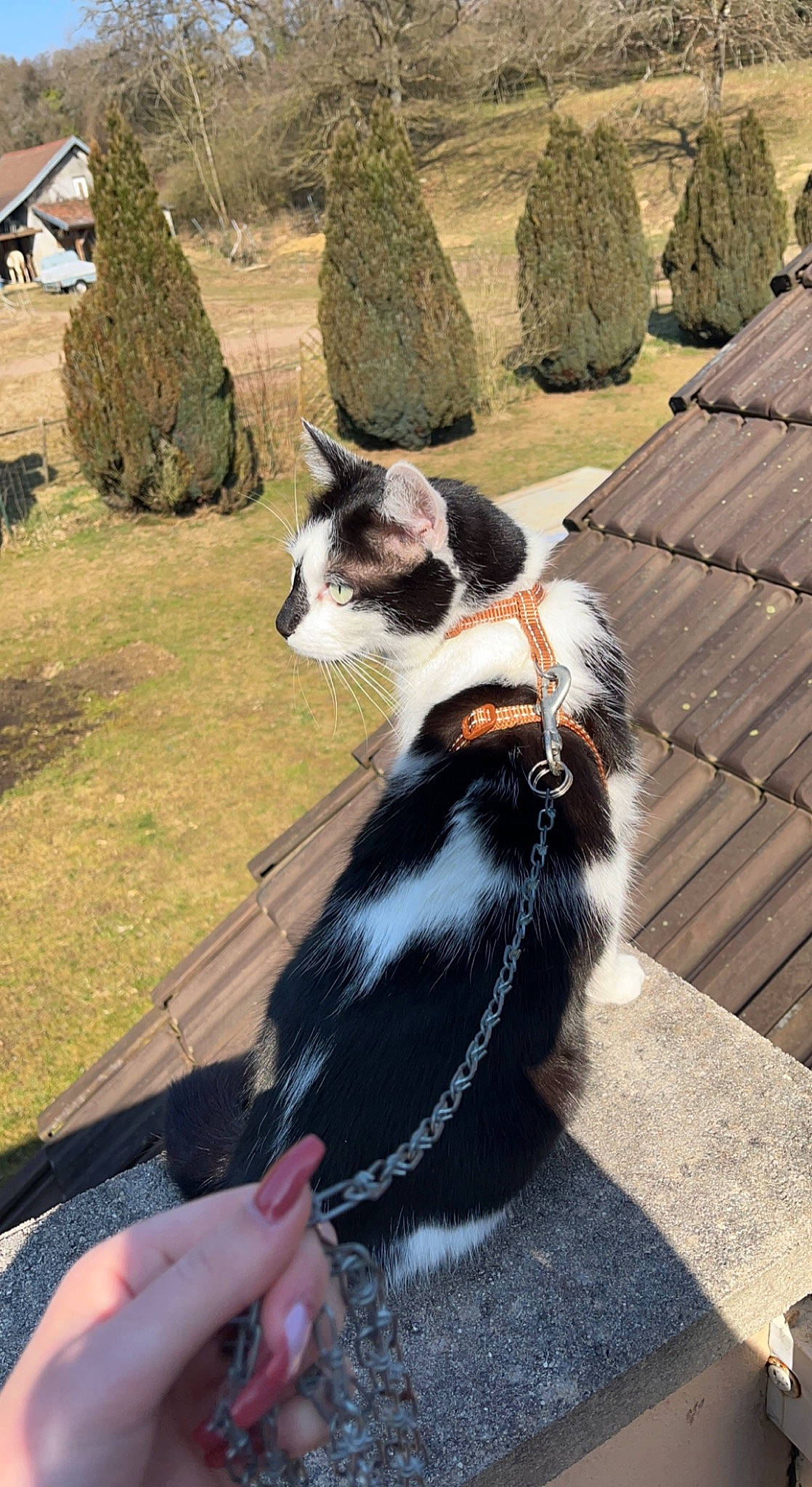 Chaussette participe au concours pour gagner de l'argent avec cette photo : canidae, carnivore, cat, companion_dog, dog_breed, domestic_short_haired_cat, felidae, fur, grass, leisure, plant, rock, sitting, small_to_medium_sized_cats, snout, sporting_group, tail, tree, whiskers, wood