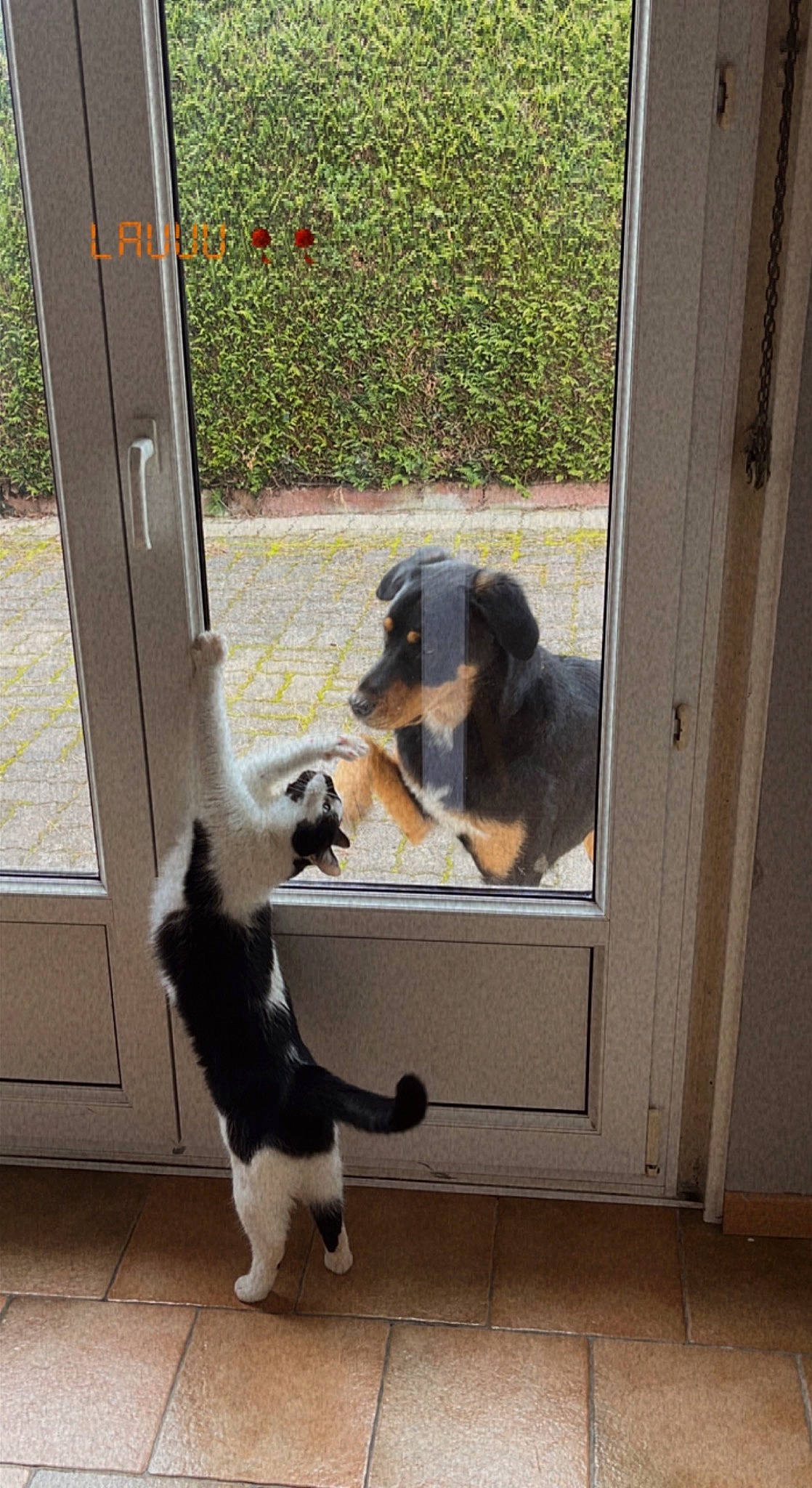 Chaussette a rejoint le concours — aidez-le/la à gagner de superbes lots ! canidae, carnivore, cat, companion_dog, dog_breed, door, fawn, felidae, fixture, flooring, fur, hardwood, plant, shade, small_to_medium_sized_cats, sporting_group, tail, tints_and_shades, window, wood