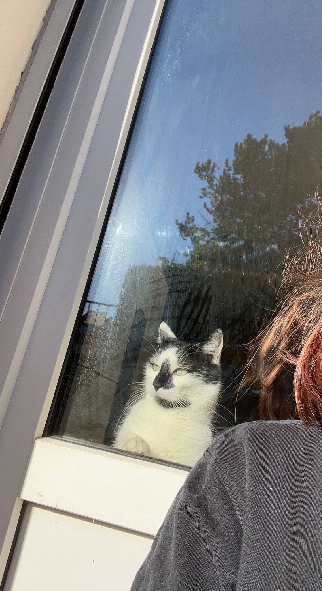 Chaussette participe au concours pour gagner de l'argent avec cette photo : automotive_exterior, carnivore, cat, daylighting, domestic_short_haired_cat, facade, felidae, fur, glass, mammal, sky, small_to_medium_sized_cats, tail, tints_and_shades, tree, vehicle_door, vertebrate, whiskers, window, wood