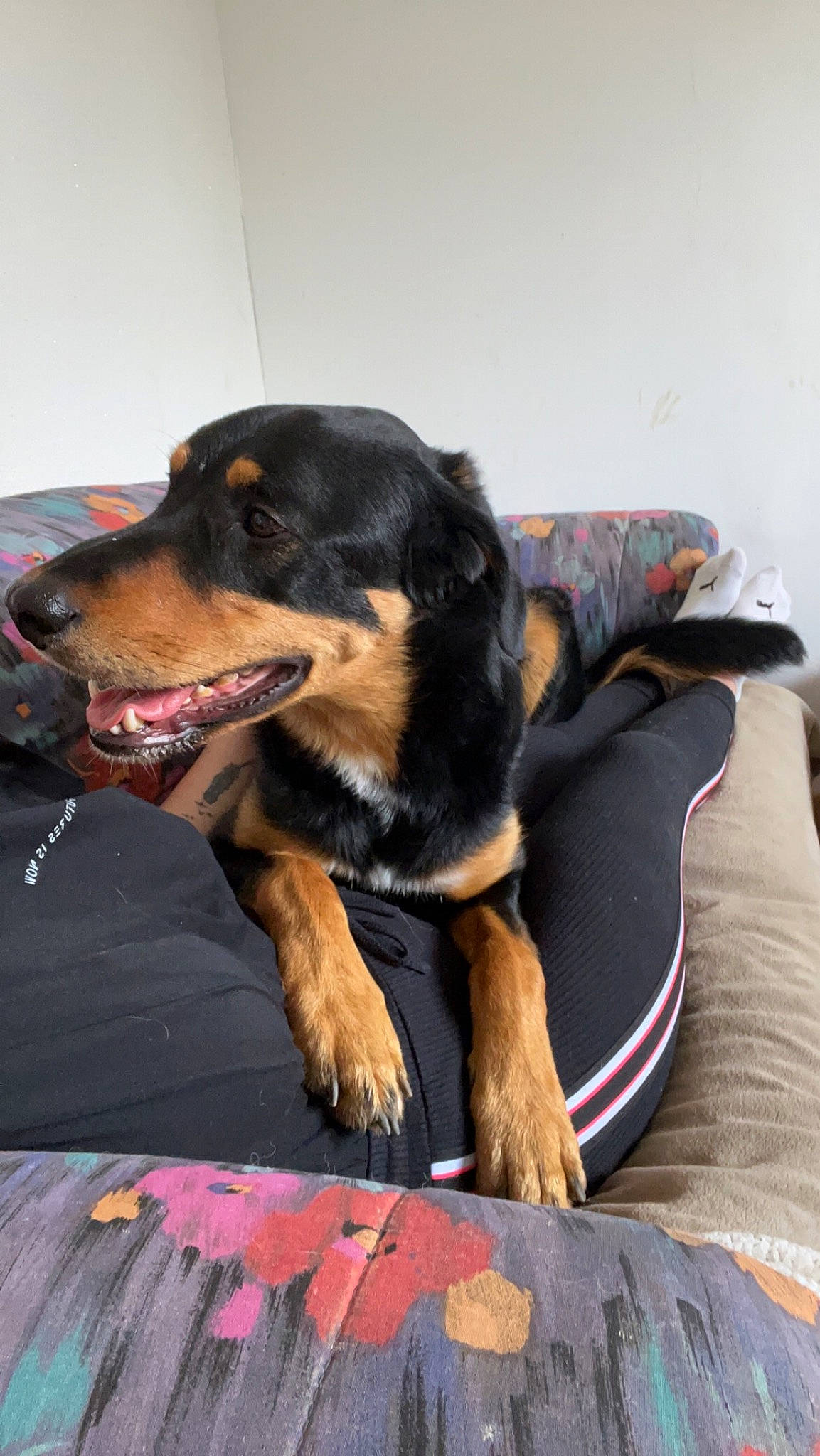 Koda a rejoint le concours — aidez-le/la à gagner de superbes lots ! canidae, carnivore, collar, comfort, companion_dog, dog, dog_breed, dog_supply, fur, guard_dog, hunting_dog, paw, sporting_group, terrestrial_animal, whiskers, working_animal, working_dog