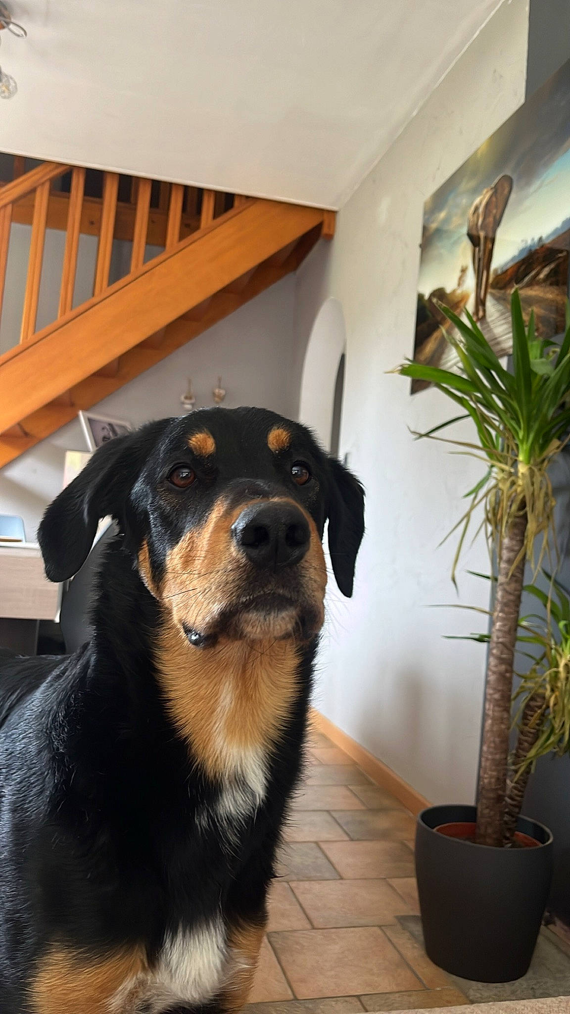 Koda participe au concours pour gagner de l'argent avec cette photo : carnivore, collar, companion_dog, dog, dog_breed, flooring, flowerpot, fur, guard_dog, hardwood, herding_dog, houseplant, pet_supply, plant, room, snout, terrestrial_plant, whiskers, window, wood