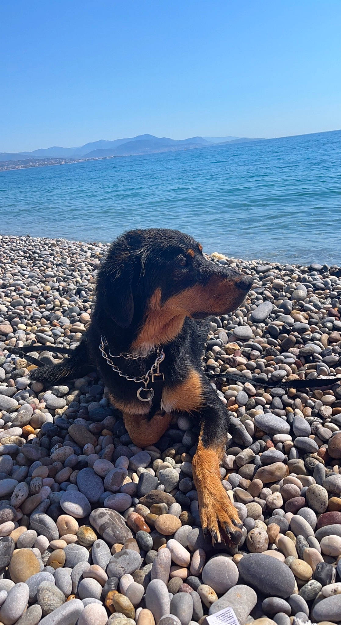 Koda participe au concours pour gagner de l'argent avec cette photo : beach, canidae, carnivore, coast, companion_dog, dog, dog_breed, electric_blue, horizon, lake, landscape, mountain, ocean, plant, rock, sand, sky, sporting_group, water, wind_wave