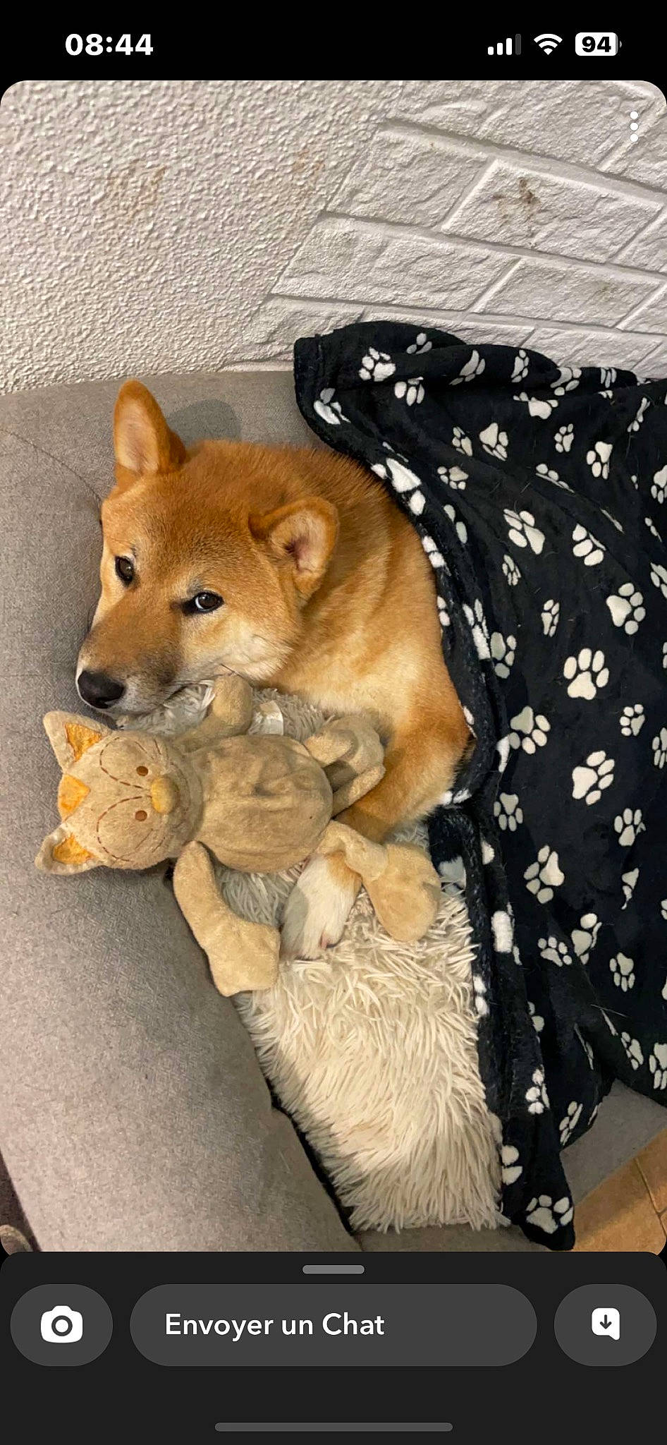 Aïko a rejoint le concours — aidez-le/la à gagner de superbes lots ! bedding, canidae, carnivore, comfort, companion_dog, dog, dog_breed, fawn, felidae, fur, linens, non_sporting_group, snout, spitz, stuffed_toy, tail, terrestrial_animal, toy, whiskers, wildlife