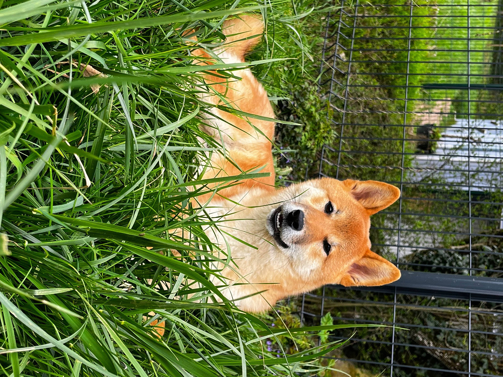 Aïko participe au concours pour gagner de l'argent avec cette photo : conifer, evergreen, fawn, fence, fur, grass, lawn_ornament, mesh, natural_material, plant, snout, tail, terrestrial_animal, terrestrial_plant, tree, trunk, twig, whiskers, wildlife, wood