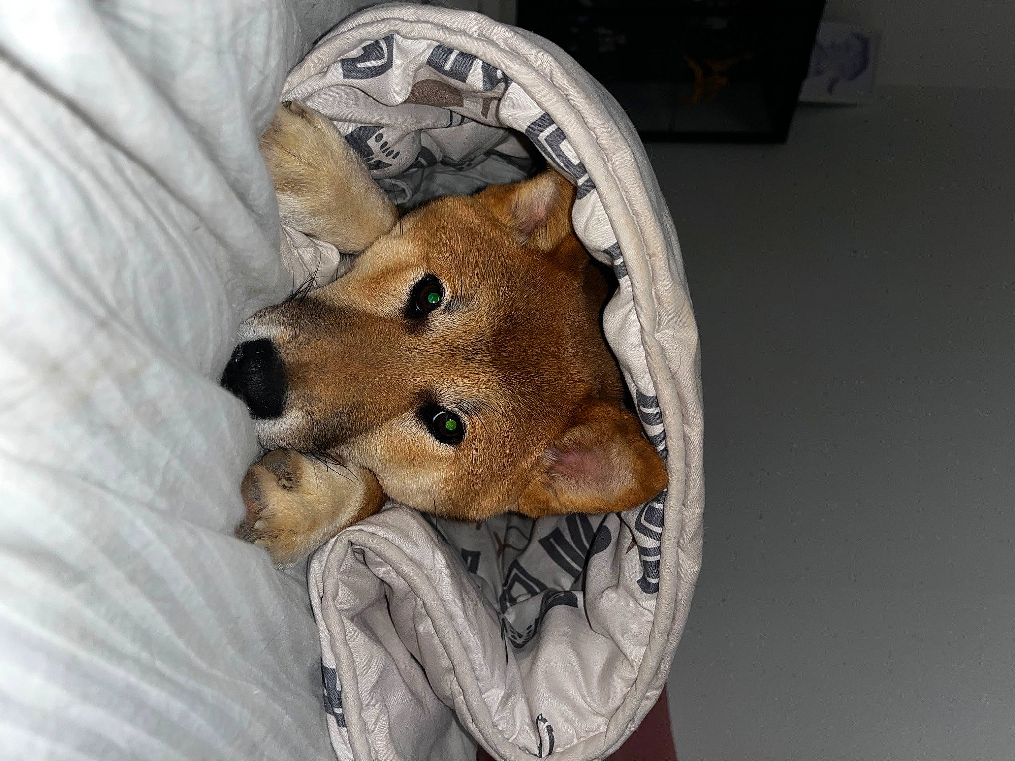 Aïko participe au concours pour gagner de l'argent avec cette photo : bed, canidae, carnivore, chair, comfort, companion_dog, dog, dog_breed, dog_supply, fawn, fur, linens, non_sporting_group, snout, spitz, sporting_group, tail, terrestrial_animal, whiskers, working_animal