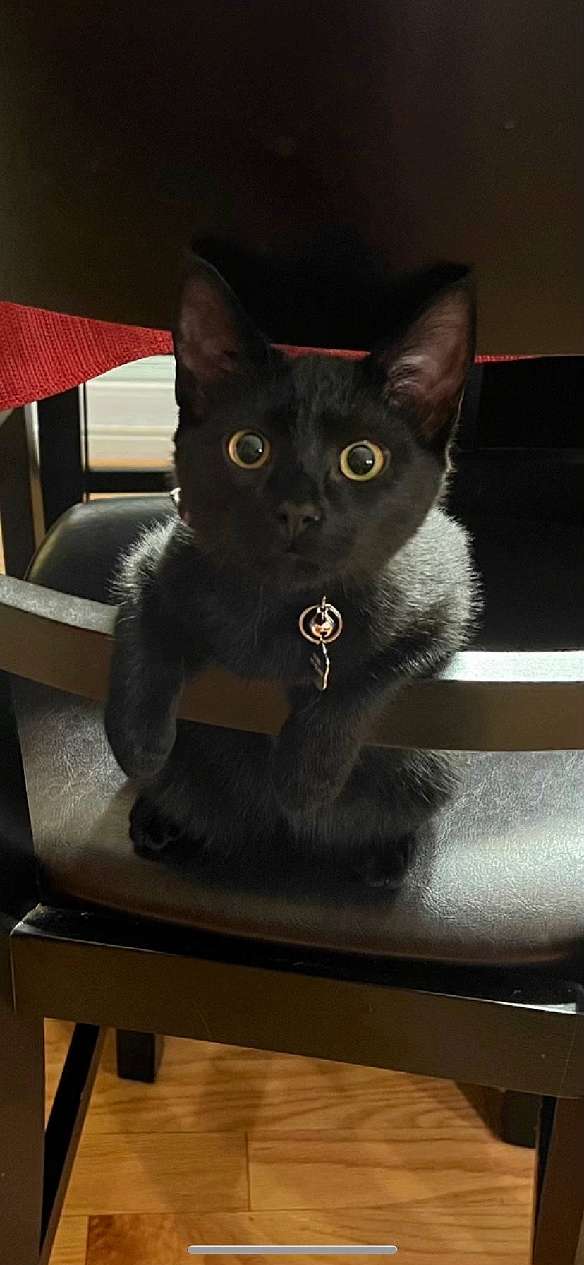 Beans joined the competition — help win amazing prizes! black_cat, bombay, carmine, carnivore, cat, cat_supply, claw, comfort, domestic_short_haired_cat, felidae, fur, grey, korat, russian_blue, sitting, small_to_medium_sized_cats, snout, table, tail, whiskers