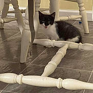 Sasha Ann is registered to the contest to win money with this photo: kitten, cat, black_and_white, wooden_chair, floor, tile_floor, indoor, pet, animal, small, cute, curious, meowing, legs, furniture, home, playful, young, domestic, whiskers