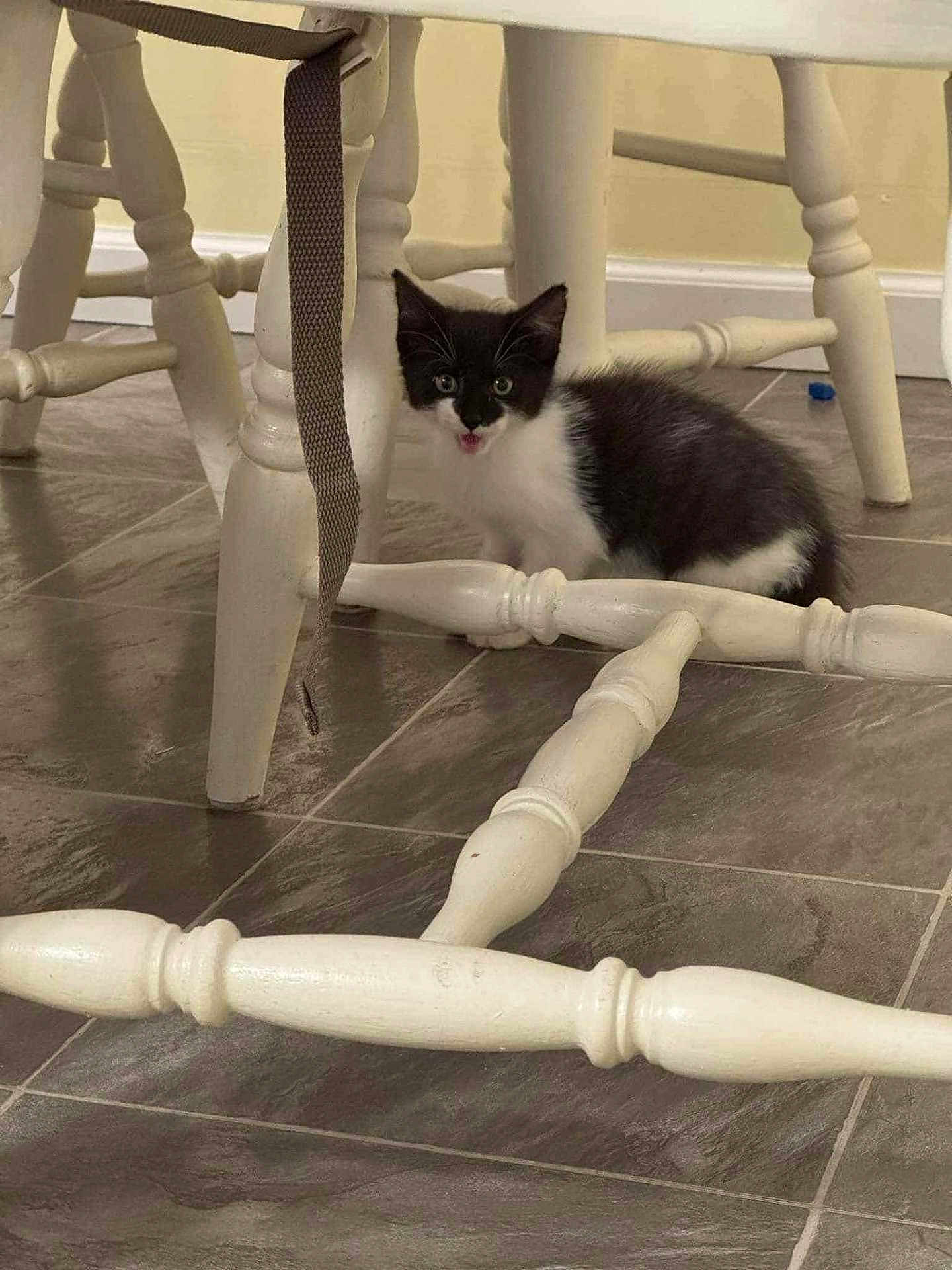 Sasha Ann is registered to the contest to win money with this photo: kitten, cat, black_and_white, wooden_chair, floor, tile_floor, indoor, pet, animal, small, cute, curious, meowing, legs, furniture, home, playful, young, domestic, whiskers