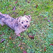 Cider is registered to the contest to win money with this photo: animal, autumn, brown_dog, canine, curious, cute, dog, fur, grass, greenery, ground, leaves, looking_up, nature, outdoor, pet, playful, scruffy, small_dog, wet_fur