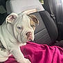 Kilo is registered to the contest to win money with this photo: animal, blanket, bulldog, car_interior, cute, dog, domestic_animal, ear, fur, indoor, leather_seat, pet, pink, puppy, resting, seat, seatbelt, snout, window, young