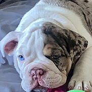 Kilo joined the competition — help win amazing prizes! animal, bed, blanket, blue_eyes, bulldog, chewing, closeup, cute, dog, indoor, paw, pet, plastic_toy, puppy, resting, snout, spotted_fur, toy, white_fur, wrinkles