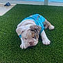 Kilo is registered to the contest to win money with this photo: artificial_grass, balcony, blue_shirt, brown_spots, bulldog, calm, cute, daylight, dog, grass, lying_down, ocean, outdoor, pet, puppy, relaxing, water, white_fur, wrinkled_face, young_dog