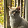 cat, white_cat, sitting, window, screen, fence, outdoor, wood, autumn, foliage, pet, animal, fur, whiskers, ears, face, eyes, natural_light, curious, cozy