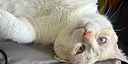 Mr.kors is registered to the contest to win money with this photo: cat, white_cat, blue_eyes, pet, indoor, lying_down, blanket, fur, whiskers, relaxed, curious, household, bed, feline, animal, cute, cozy, upside_down, soft, domestic