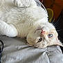 cat, white_cat, blue_eyes, pet, indoor, lying_down, blanket, fur, whiskers, relaxed, curious, household, bed, feline, animal, cute, cozy, upside_down, soft, domestic