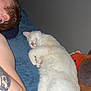 cat, person, sleeping, tattoo, arm, blanket, plush_toy, indoor, rest, relaxation, fur, pink_nose, paw, curled_up, blue_blanket, human, head, skin, comfort, peaceful