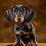 adorable, animal, animal_portrait, black_and_tan, brown_background, dachshund, dog, eyes, gaze, long_ears, nose, paws, pet, portrait, puppy, short_legs, sitting, smooth_coat, studio, whiskers