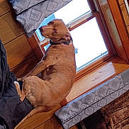 Bud joined the competition — help win amazing prizes! dog, brown_dog, window, curtains, wood_paneling, bed, couch, indoor, pet, animal, looking_back, collar, furniture, fabric, patterned_curtains, relaxed, home_interior, daylight, resting, domestic
