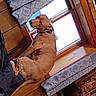 dog, brown_dog, window, curtains, wood_paneling, bed, couch, indoor, pet, animal, looking_back, collar, furniture, fabric, patterned_curtains, relaxed, home_interior, daylight, resting, domestic