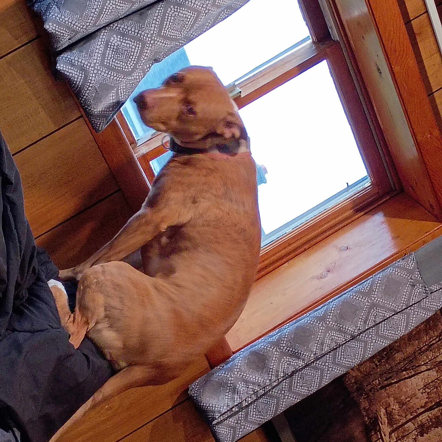 Bud joined the competition — help win amazing prizes! dog, brown_dog, window, curtains, wood_paneling, bed, couch, indoor, pet, animal, looking_back, collar, furniture, fabric, patterned_curtains, relaxed, home_interior, daylight, resting, domestic