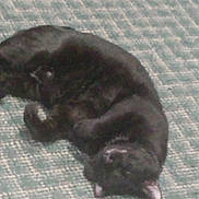 Midnight is registered to the contest to win money with this photo: black_cat, cat, pet, animal, sleeping, carpet, floor, indoor, feline, resting, cozy, domestic_animal, fur, whiskers, paw, ear, cute, lazy, relaxing, blurred