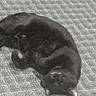 black_cat, cat, pet, animal, sleeping, carpet, floor, indoor, feline, resting, cozy, domestic_animal, fur, whiskers, paw, ear, cute, lazy, relaxing, blurred