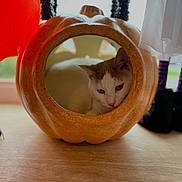 Boris is registered to the contest to win money with this photo: cat, pumpkin, cat_house, indoor, window, wooden_floor, decorations, white_cat, brown_patches, pet, cozy, resting, curious, festive, home_interior, natural_light, animal, cute, small_space, relaxation
