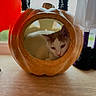 cat, pumpkin, cat_house, indoor, window, wooden_floor, decorations, white_cat, brown_patches, pet, cozy, resting, curious, festive, home_interior, natural_light, animal, cute, small_space, relaxation