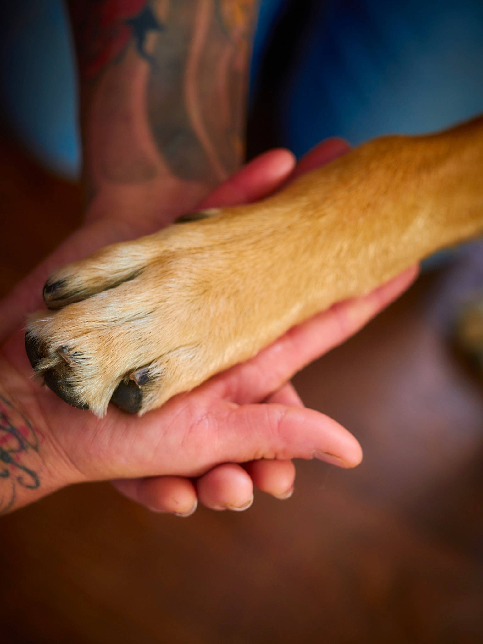 Cleo joined the competition — help win amazing prizes! blood_vessel, comfort, elbow, finger, flesh, foot, gesture, hand, hardwood, holding_hands, human_leg, knee, love, nail, peach, thumb, vein, wood, wrinkle, wrist