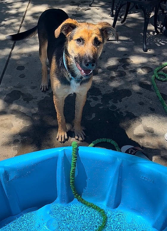 Cleo joined the competition — help win amazing prizes! blue, carnivore, collar, companion_dog, dog, dog_breed, dog_supply, electric_blue, fawn, green, leisure, light, mammal, pet_supply, photograph, plant, snapshot, sporting_group, vertebrate, water