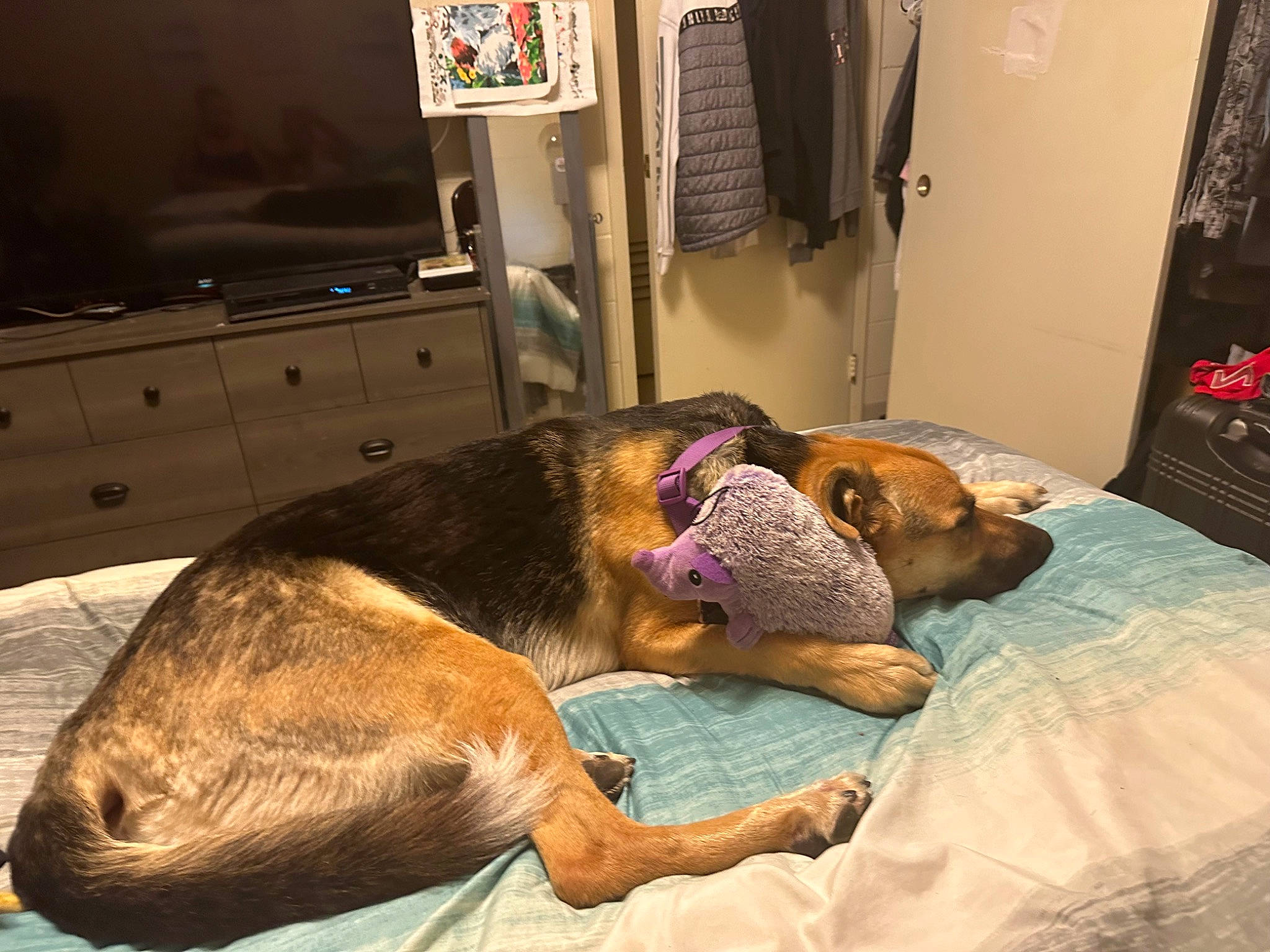 Cleo joined the competition — help win amazing prizes! bedding, cabinetry, canidae, carnivore, comfort, companion_dog, dog, dog_breed, drawer, fawn, felidae, flooring, fur, linens, nap, room, snout, sporting_group, television, terrestrial_animal