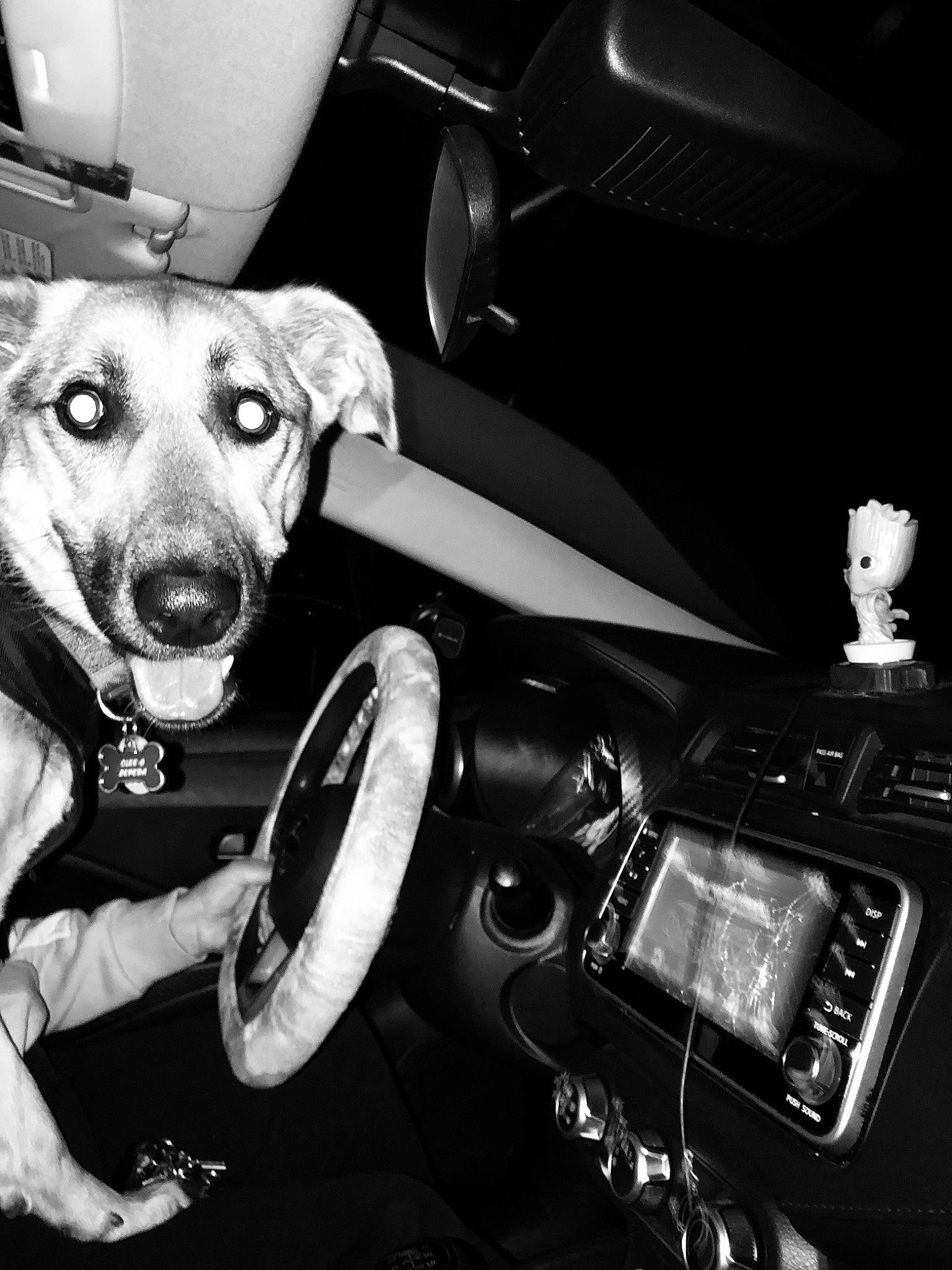 Cleo joined the competition — help win amazing prizes! automotive_design, automotive_exterior, automotive_lighting, car, carnivore, companion_dog, dog, dog_breed, flash_photography, hood, monochrome, monochrome_photography, motor_vehicle, personal_luxury_car, steering_wheel, style, vehicle, vehicle_door, white, working_animal