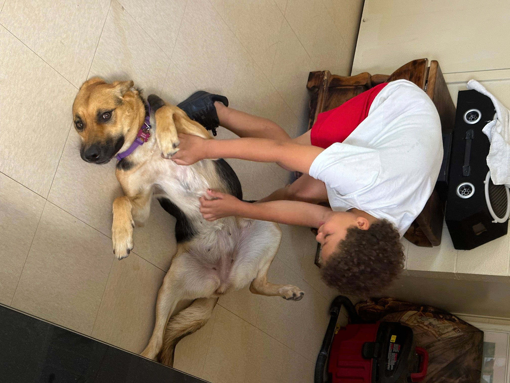 Cleo joined the competition — help win amazing prizes! backpack, bag, canidae, carnivore, chair, comfort, companion_dog, dog, dog_breed, elbow, fawn, flooring, knee, luggage_and_bags, non_sporting_group, pet_supply, sporting_group, t_shirt, vertebrate, working_animal